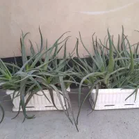 گل آلوورا|گل و گیاه طبیعی|تهران, ارامنه|دیوار