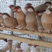 فنج نرگسی شکلاتی|پرنده|کازرون, |دیوار