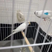 مرغ عشق بلژیکی جفت