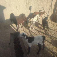 بز و گتاچ و پاچن و تروشت معامله میکنم با گاو ماده