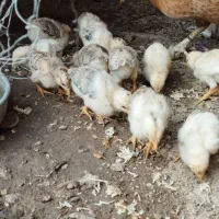 جوجه محلی زیر مرغی