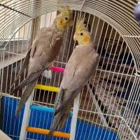 یه جفت عروس هلندی