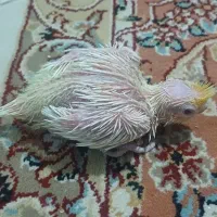 جوجه عروس هلندی لوتینو و سیامون|پرنده|مشهد, ولیعصر (شهرک غرب)|دیوار