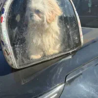 توله خانگی|سگ|سلفچگان, |دیوار