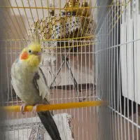 عروس هلندی نر|پرنده|شاهدشهر, |دیوار