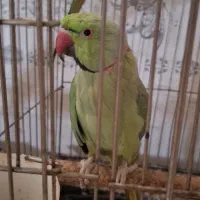 جفت مولد ملنگو