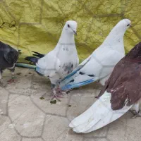 کفتر خارجی کبوتر اصیل پرش|پرنده|رودهن, |دیوار