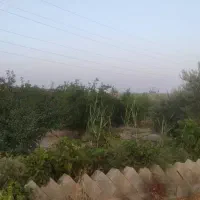 باغ شهری  شیراز۱۲۵۰ متر مربع شیراز|فروش زمین و ملک کلنگی|شیراز, محمودآباد|دیوار