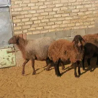 میش هتور و همو|حیوانات مزرعه|بجنورد, |دیوار