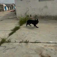 سگ ماده ژرمن بلک