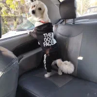 واگذاری سگ نژاد تریر شیدزو