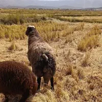 قوچ افشاری.میش.بره.بز