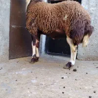 گوسفند بره قوچ های آنتیک ناب کیلویی ۳۵۰