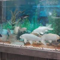 ماهی کوی|ماهی|اسلامشهر, شهرک سعیدیه|دیوار