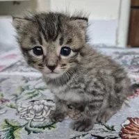 واگذاری گربه