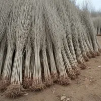 فروش انواع نهال صنوبر و کبوده تبریزی در سقز