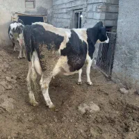گاوجوان شیری|حیوانات مزرعه|قوچان, |دیوار