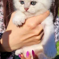 اسکاتیش لپ تپلی