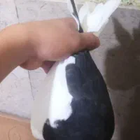 کبوتر|پرنده|فسا, |دیوار