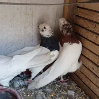 طوقی|پرنده|اصفهان, عاشق‌آباد|دیوار