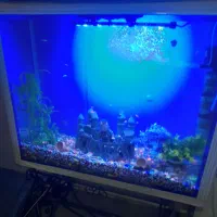 آکواریوم بزرگ بالوازم