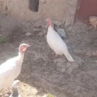 بوقلمون ماده|حیوانات مزرعه|خمک, |دیوار