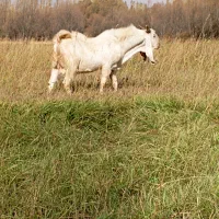 بز نر، بز نر پاکستانی، تَکَه