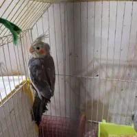 گمشده عروس هلندی