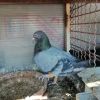 کبوتر|پرنده|شیراز, شهرک صادقیه|دیوار