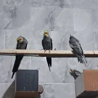 عروس هلندی|پرنده|یزد, |دیوار