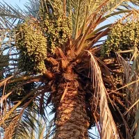 کارگراستادخوشه بر نخل