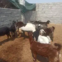 بز درجه یک