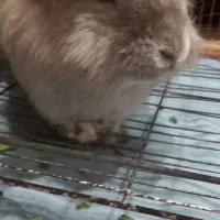 حیوانات|موش و خرگوش|تربتحیدریه, مظفریه|دیوار