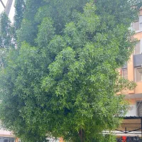 نیازمندم‌ کارگر ساده خانم واقا