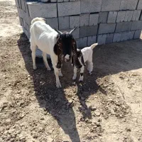 فروش فوری گوسفند|حیوانات مزرعه|جیرفت, |دیوار