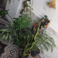 آبشار و گل های خانگی