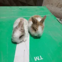 فروش بچه خرگوش