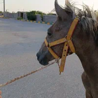 کره نریان فروشی|اسب و تجهیزات اسبسواری|گنبکی, |دیوار