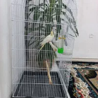 طوطی|پرنده|اسلام‌‌آباد غرب, |دیوار