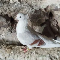 نرماده