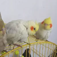 جوجه عروس هلندی سرلاکی