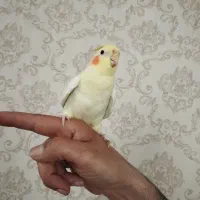 دو عدد عروس هلندی