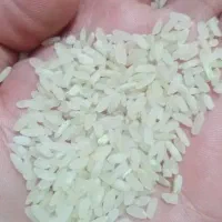 برنج کامفیروزی لاشه کامفیروزی