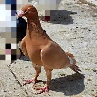 انگشتر کبوتر زرد|جواهرات|بجنورد, |دیوار