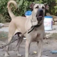 سگ سرابی نسل به حق  قره باش یدان