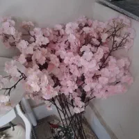 شکوفه خارجی