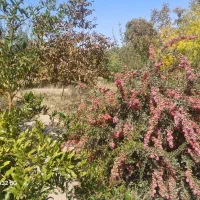فروش باغ|فروش زمین و ملک کلنگی|گاریزات, |دیوار
