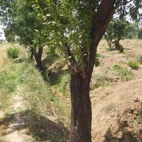 نیم هکتارباغ انگورفاصله بامنطقه مسکونی 1000متر|فروش دفتر صنعتی، کشاورزی، تجاری|تاکستان, |دیوار