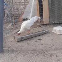 مرغ وخورس لاری افغانستانی خیارج