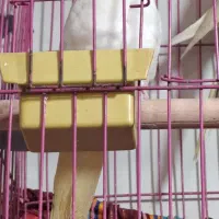 عروس هلندی|پرنده|اسلامشهر, مظفریه|دیوار